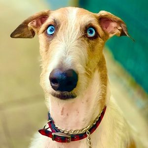 Toys, toys, toys. Mix of fun toys.